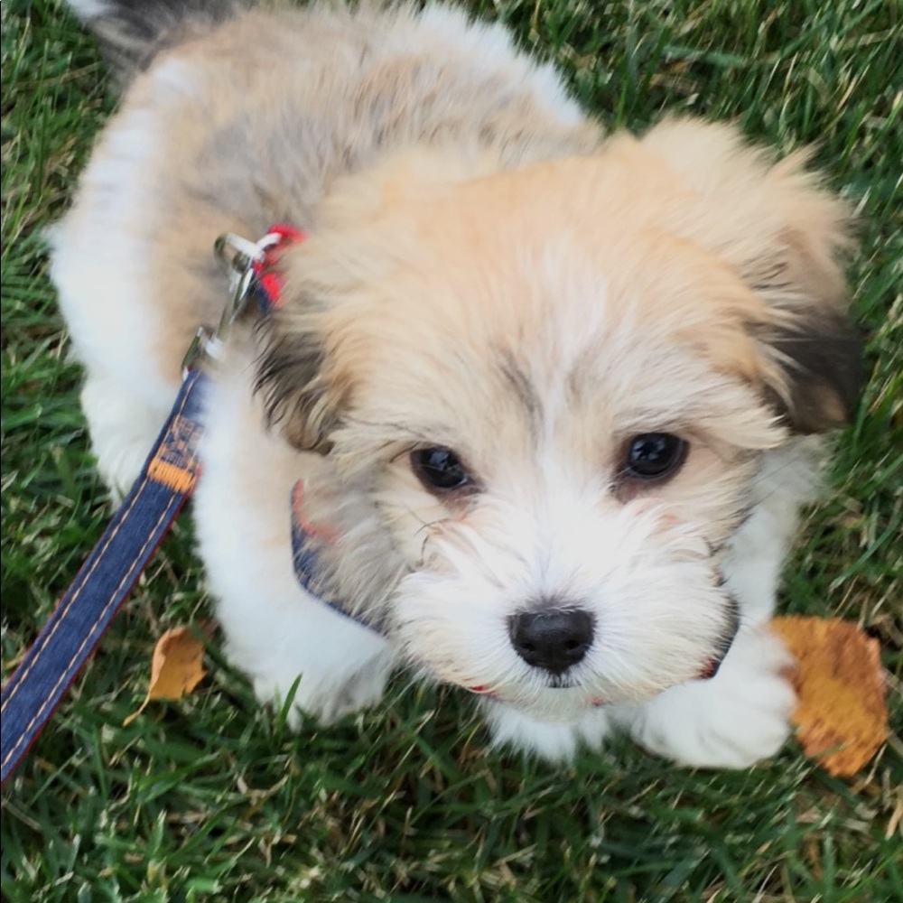 Meet your Posher, Abigail